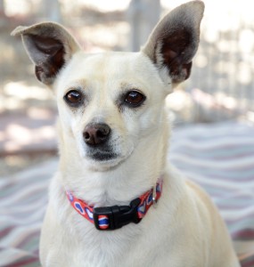 adopt a puppy los angeles los angeles adoption of the week meet kloee rufus and adopt a puppy los angeles los angeles adoption of the week meet kloee rufus and