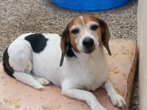 Los Angeles Dog Adoption The Week Meet Buster Rufus los angeles dog adoption of the week meet buster
