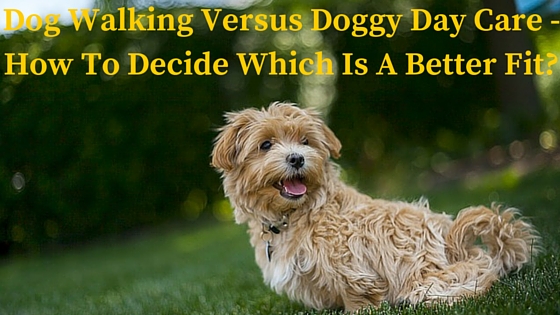 Dog Walking Versus Doggy Day Care - How To Decide Which Is A Better Fit?