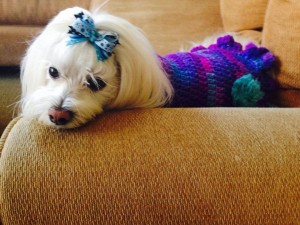 Spoiling Your Dog Wearing Clothes