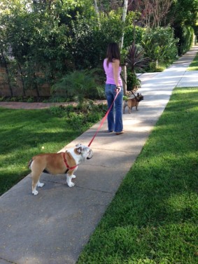dog walking in Sherman Oaks