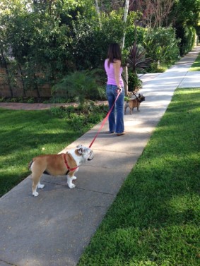 dog walking in Sherman Oaks