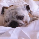 pet sitting in sherman oaks - dog lying in bed