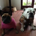 Dog Walker In Sherman Oaks Crazy Purchases - Dog Clothes