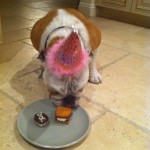 Dog Eating Birthday Treats