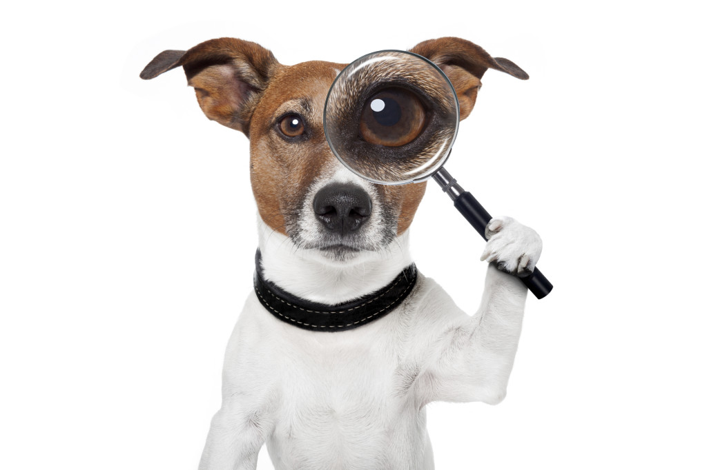 searching dog with magnifying glass