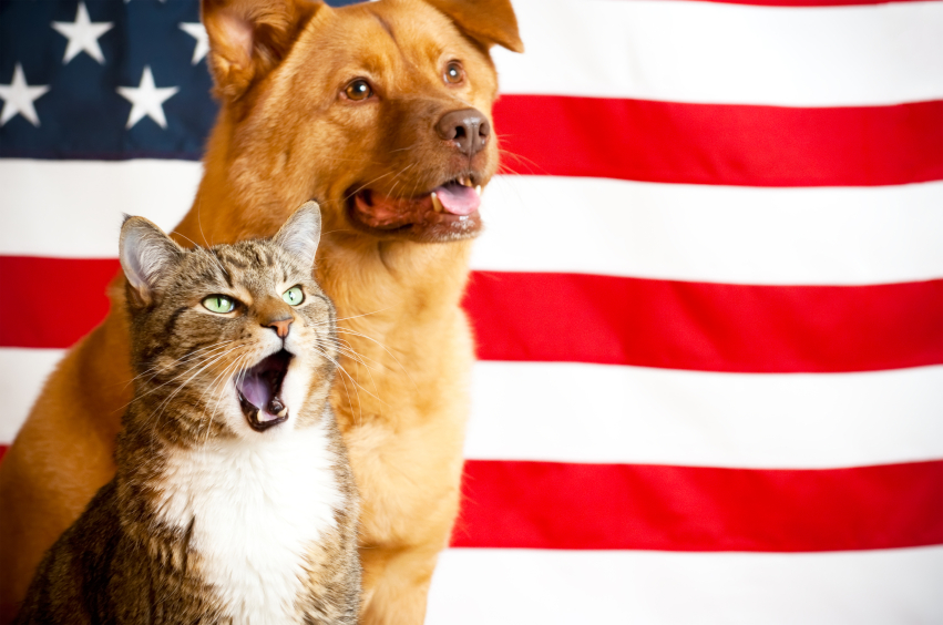 cat and dog with US flag - 4th of july pet safety