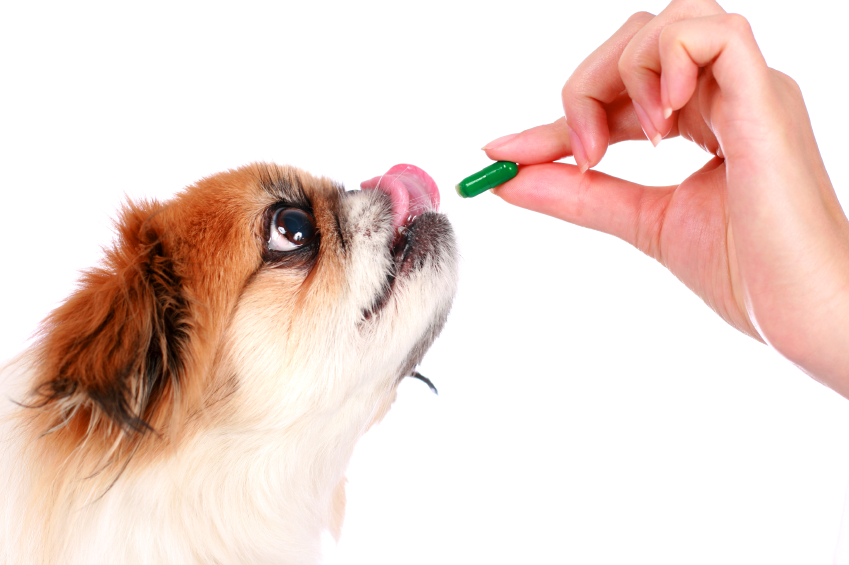 job share when pet sitting - Dog getting pill