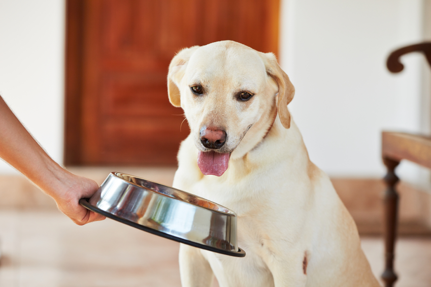 job share when pet sitting - dog getting food