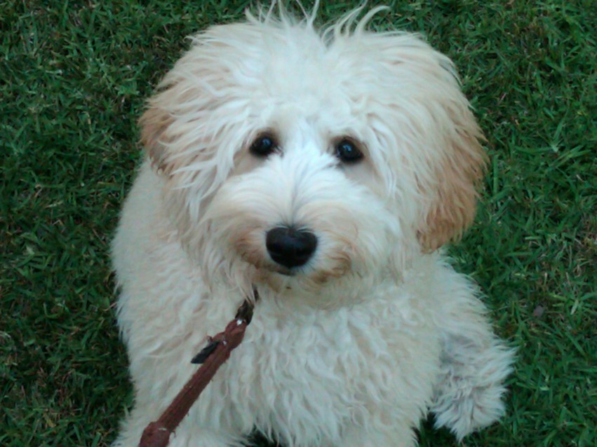 Socialize Your Dog - Dog on leash sitting on grass
