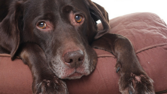 Does Your Dog Have Back To School Blues