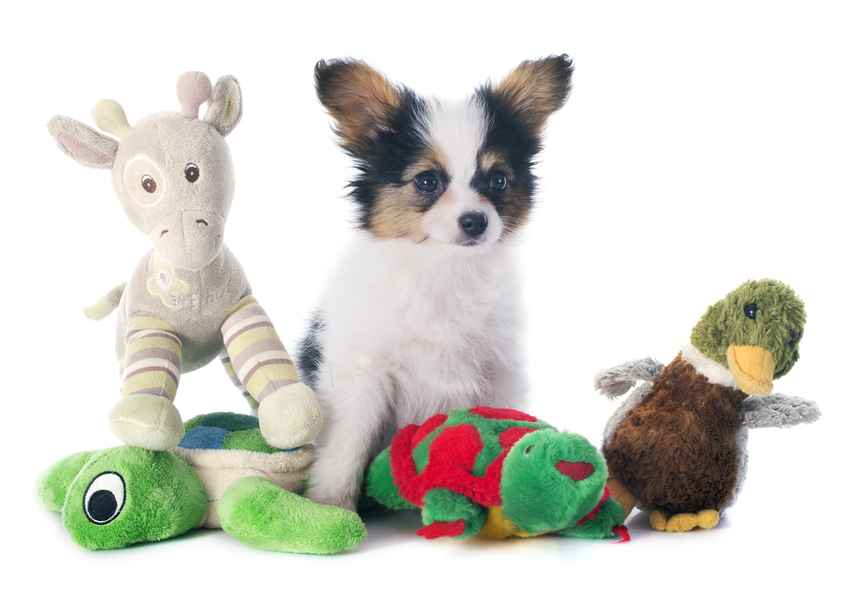 papillon puppy and toys