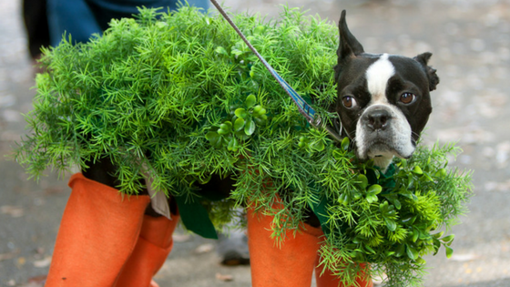 How To Keep Your Dog Safe When Trick Or Treating
