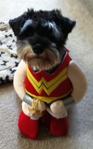 Dog Dressed As Wonder Woman