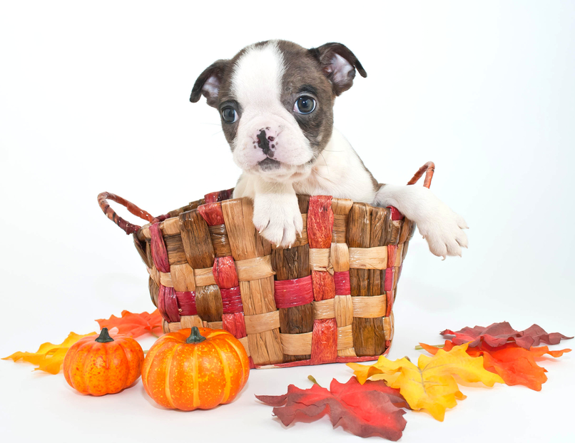 Have You Booked Your Thanksgiving Pet Sitting Visits Yet