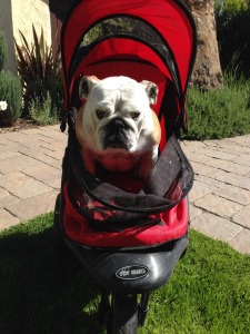 Holiday Gifts for Dog Lovers - Dog Stroller