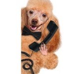 Dog Boarding In Sherman Oaks -Dog on Phone
