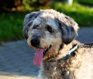 Los Angeles Dog Walker