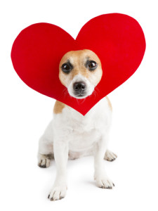 celebrate valentine's day with your dog