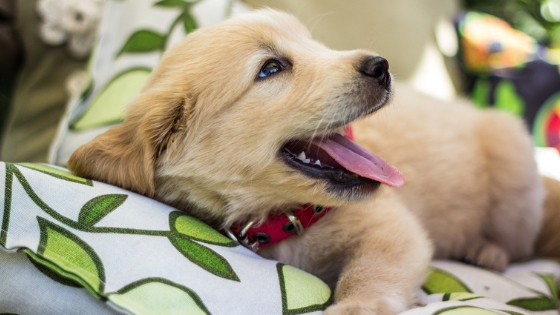 How To Prepare Your Home Before Bringing Home A Puppy