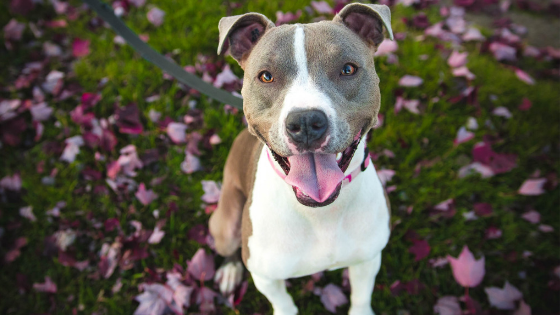 Keep Your Dog Excited About His Daily Walks