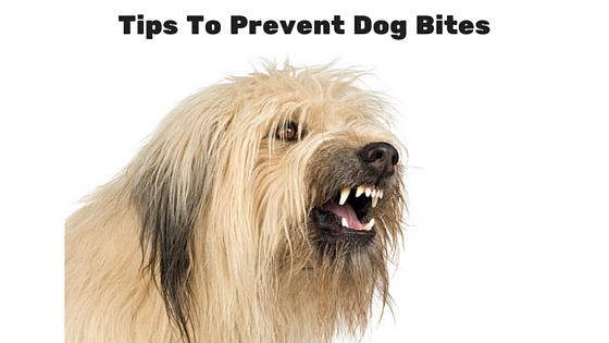 Tips To Prevent Dog Bites
