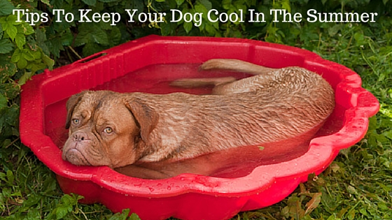 Tips To Keep Your Dog Cool In The Summer