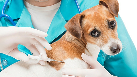 Microchipping your dog