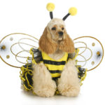halloween costumes for your dogs