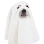 halloween costumes for your dogs