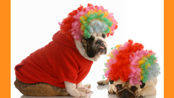 Fun Halloween Costumes For Dogs
