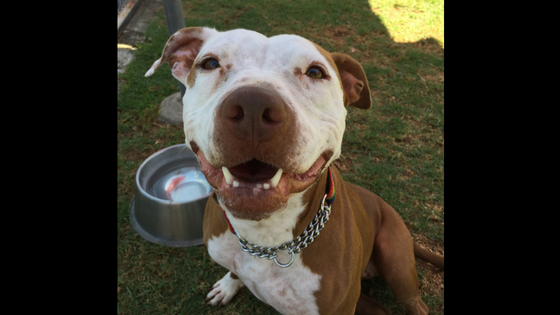Reasons Why Adopting A Dog Is Good Reasons Why Adopting A Dog Is Good