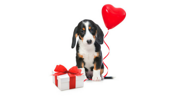 Stylish Valentine's Day Gifts For Dogs