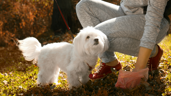 Reasons To Pick Up That Poop