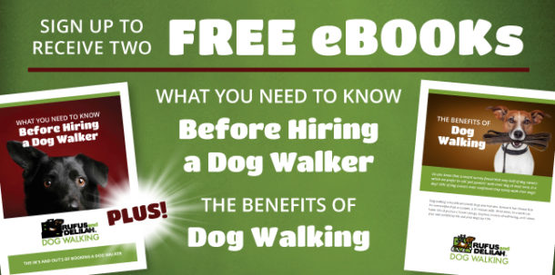 What You Need To Know Before Hiring A Dog Walker
