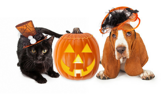 Halloween Safety Tips For Pets