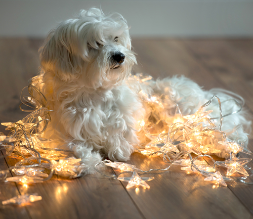 Holiday Pet Safety Tips