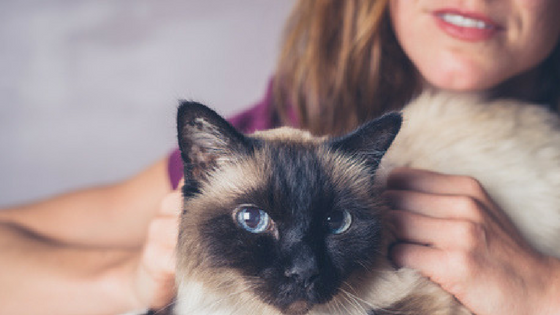 Why Hire A Cat Sitter
