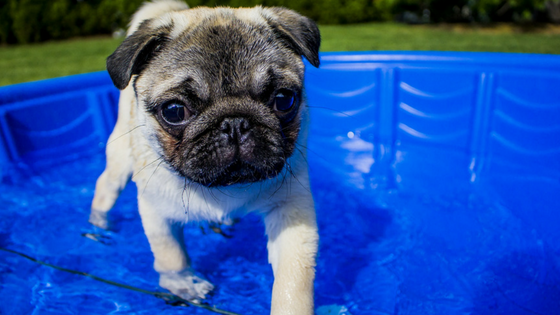 beat the heat with your dog