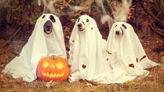 Halloween Safety Tips for Dogs