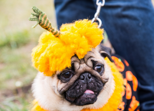 Trick-Or-Treating With Your Dog