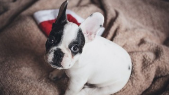 Holiday Gift Ideas for Dogs