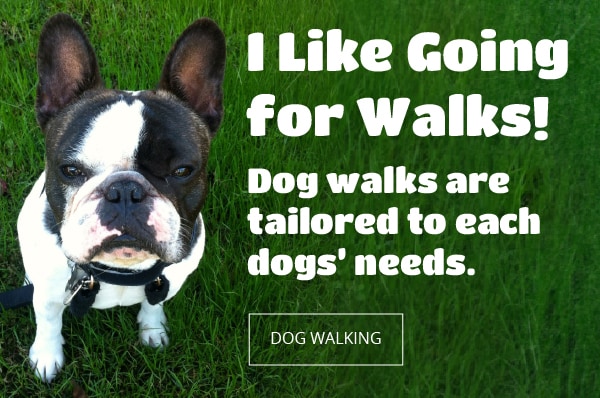 I Like Going for Walks. Dog walks are tailored to each dogs needs.