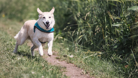 walking dog off lead