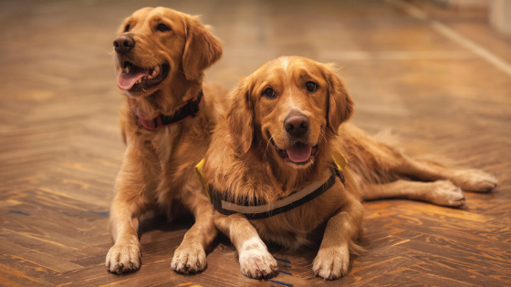 Therapy Dogs