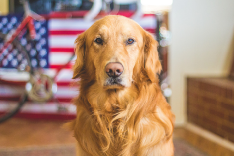 Fourth of July Dog Safety Tips