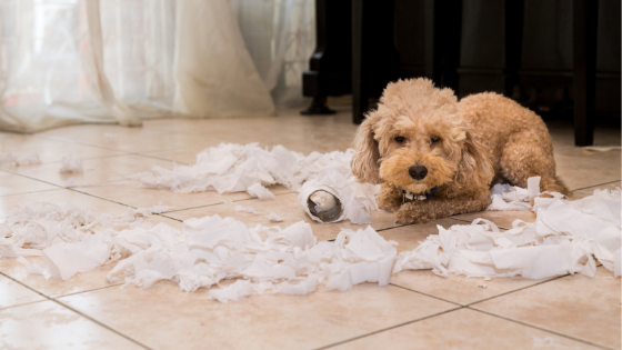 Dog-Proofing Your Home