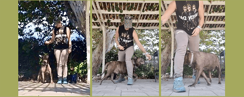 Weaving - 10 Tricks To Exercise Your Dog - Rufus and Delilah