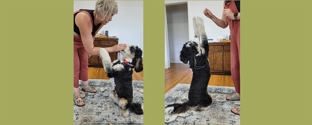 Sit Pretty Stand - 10 Tricks To Exercise Your Dog - Rufus and Delilah