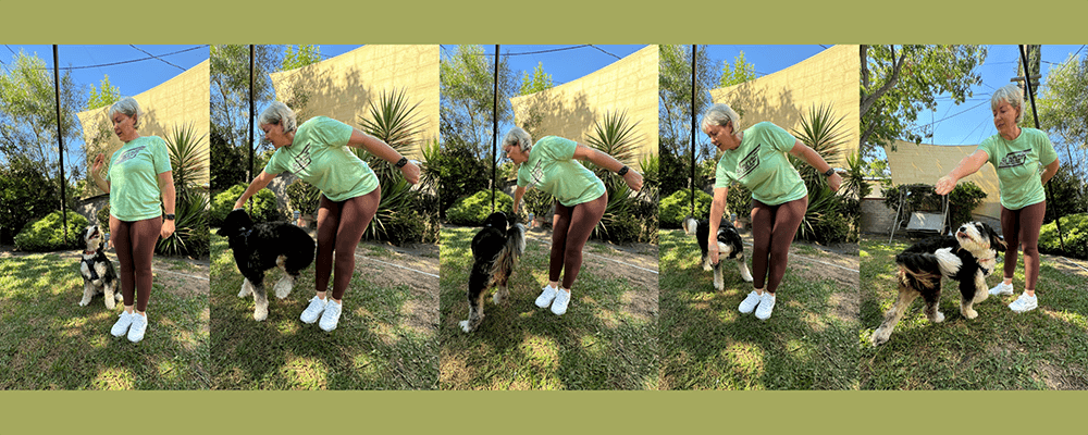 Right/Left Twirl - 10 Tricks To Exercise Your Dog - Rufus and Delilah